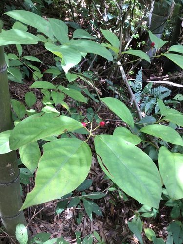 Lindera reflexa — photo
