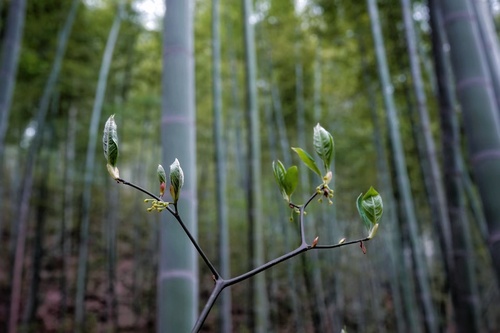 Lindera reflexa