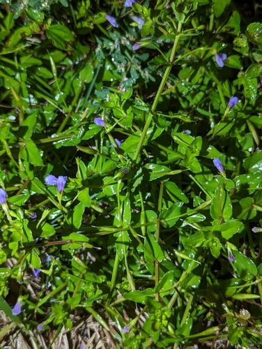 Lindernia anagallis — photo