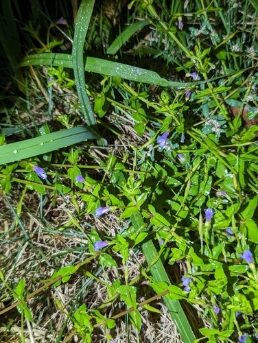 Lindernia anagallis — photo