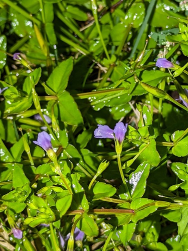Lindernia anagallis