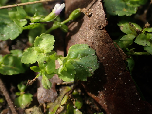Lindernia crustacea — photo