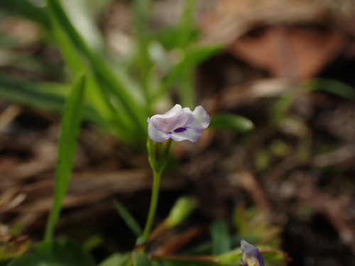 Lindernia crustacea — photo