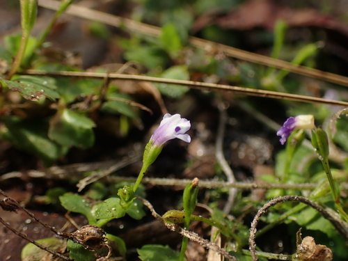 Lindernia crustacea