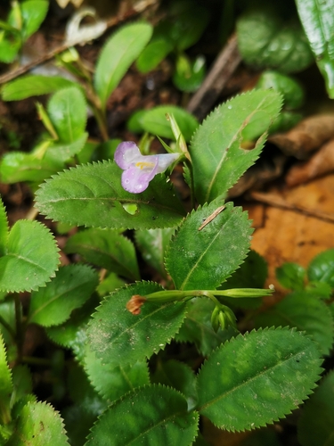 Lindernia ruellioides — photo