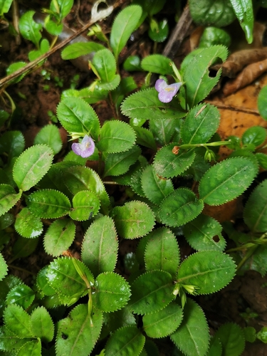 Lindernia ruellioides — photo