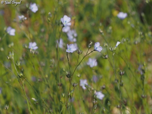 Linum bienne (Blue flax) — photo