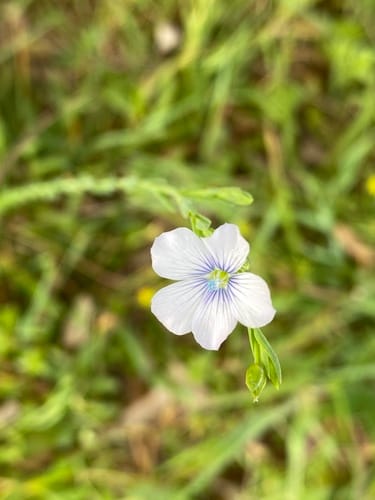 Linum bienne (Blue flax) — photo