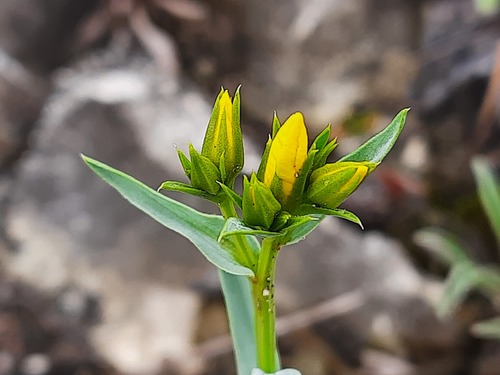 Linum mucronatum — photo