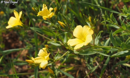 Linum mucronatum — photo