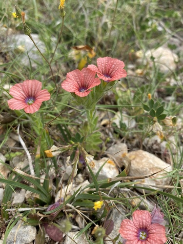 Linum pubescens — photo