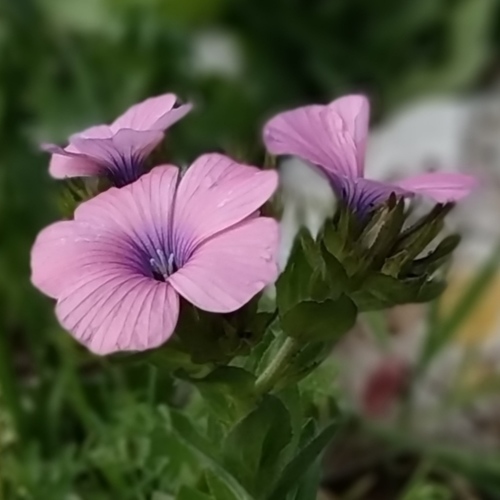 Linum pubescens — photo