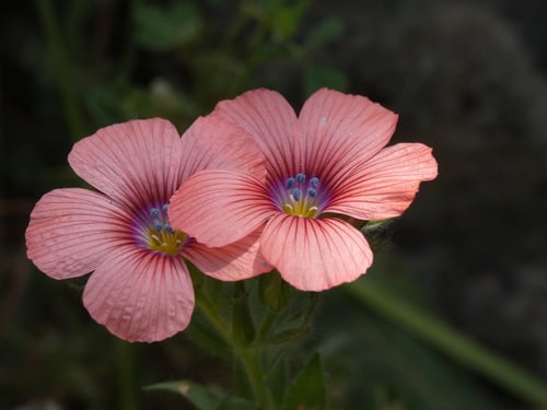 Linum pubescens