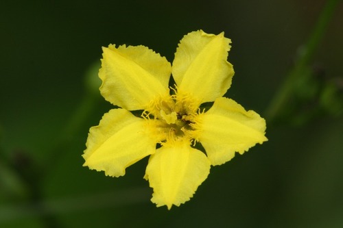 Liparophyllum exaltatum