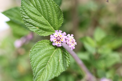 Lippia alba (Catnip) — photo