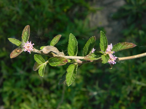 Lippia alba (Catnip) — photo