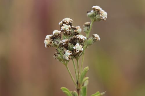 Lippia chevalieri (Tea bush) — photo
