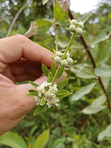 Lippia chevalieri