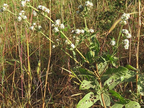 Lippia chevalieri (Tea bush) — photo