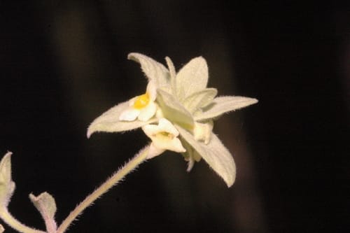 Lippia mexicana (Mexican oregano) — photo