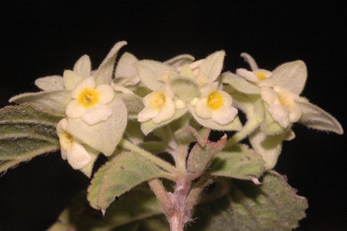 Lippia mexicana