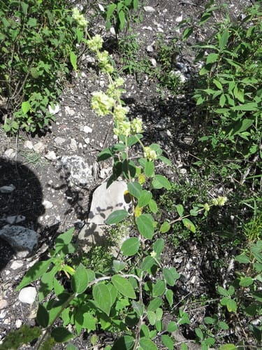 Lippia oaxacana — photo