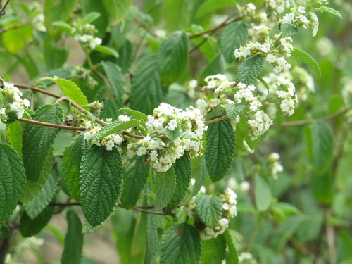 Lippia oaxacana