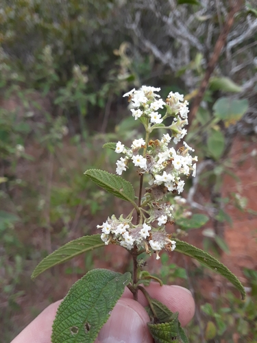 Lippia origanoides