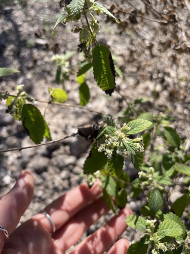Lippia palmeri (Mexican oregano) — photo