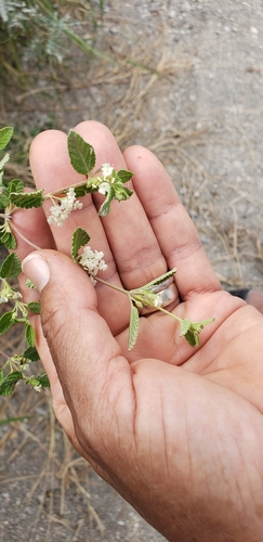 Lippia palmeri