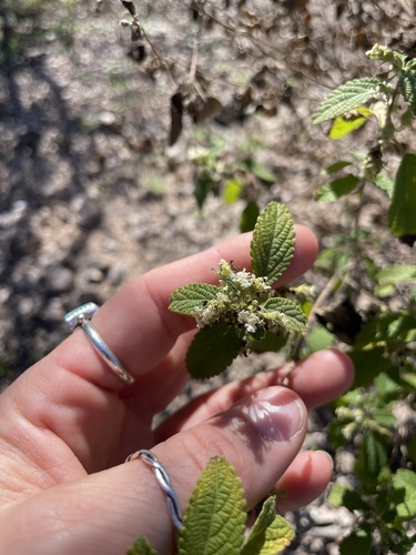 Lippia palmeri (Mexican oregano) — photo