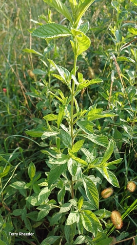Lippia rehmannii — photo