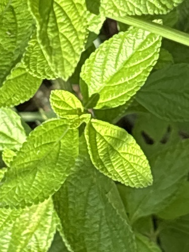 Lippia rehmannii — photo