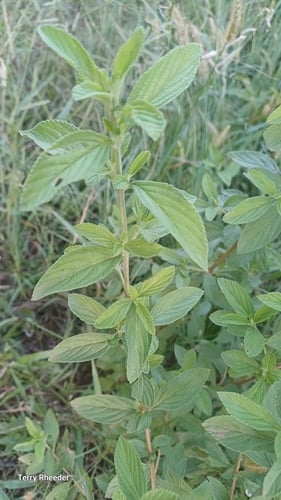 Lippia rehmannii