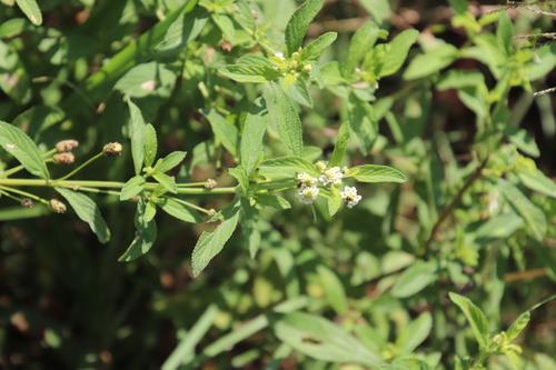 Lippia scaberrima — photo