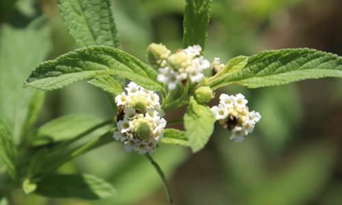 Lippia scaberrima