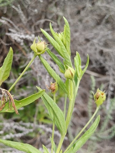 Lippia scaberrima — photo