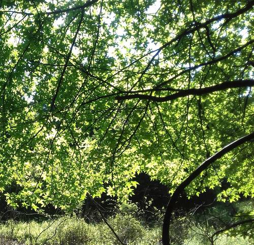 Liquidambar orientalis (Asian styrax) — photo