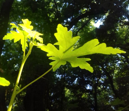 Liquidambar orientalis (Asian styrax) — photo