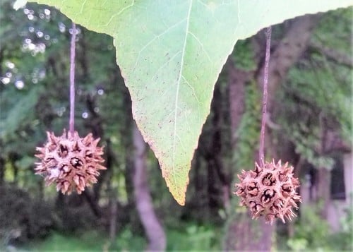 Liquidambar orientalis