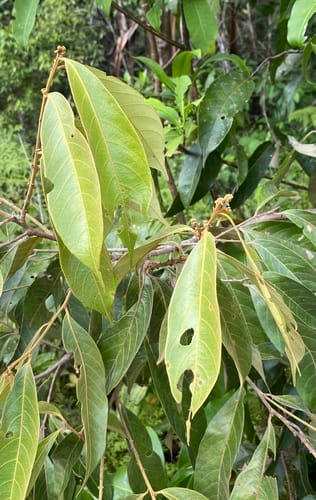 Lithocarpus celebicus — photo
