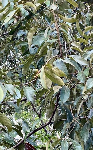 Lithocarpus celebicus