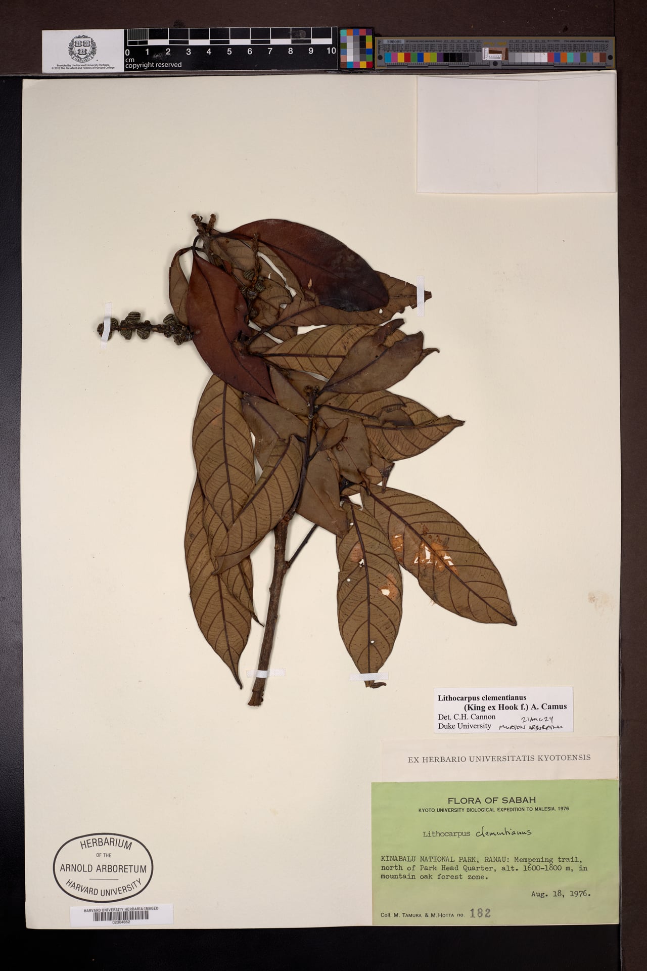 Lithocarpus clementianus — photo