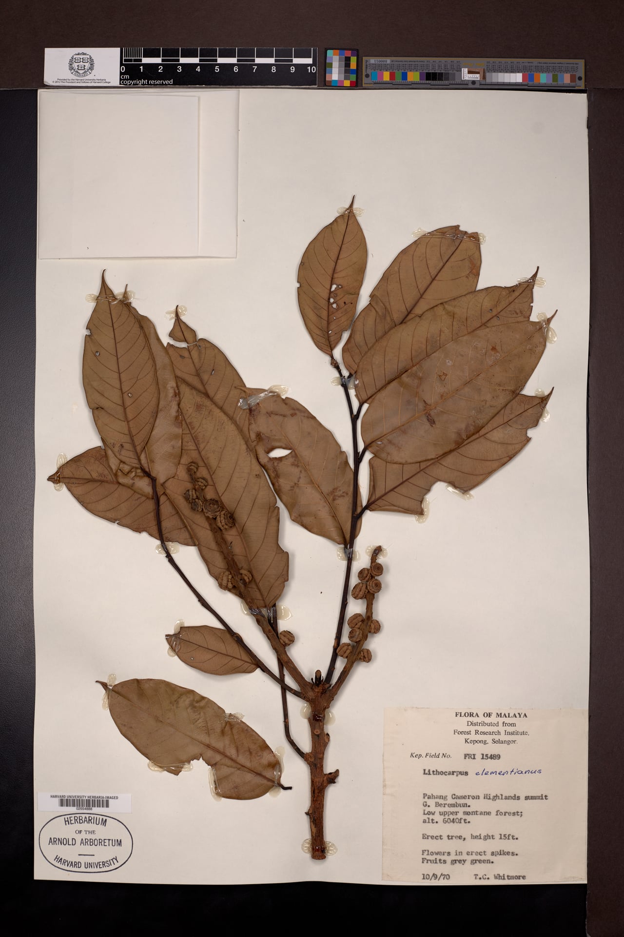 Lithocarpus clementianus — photo