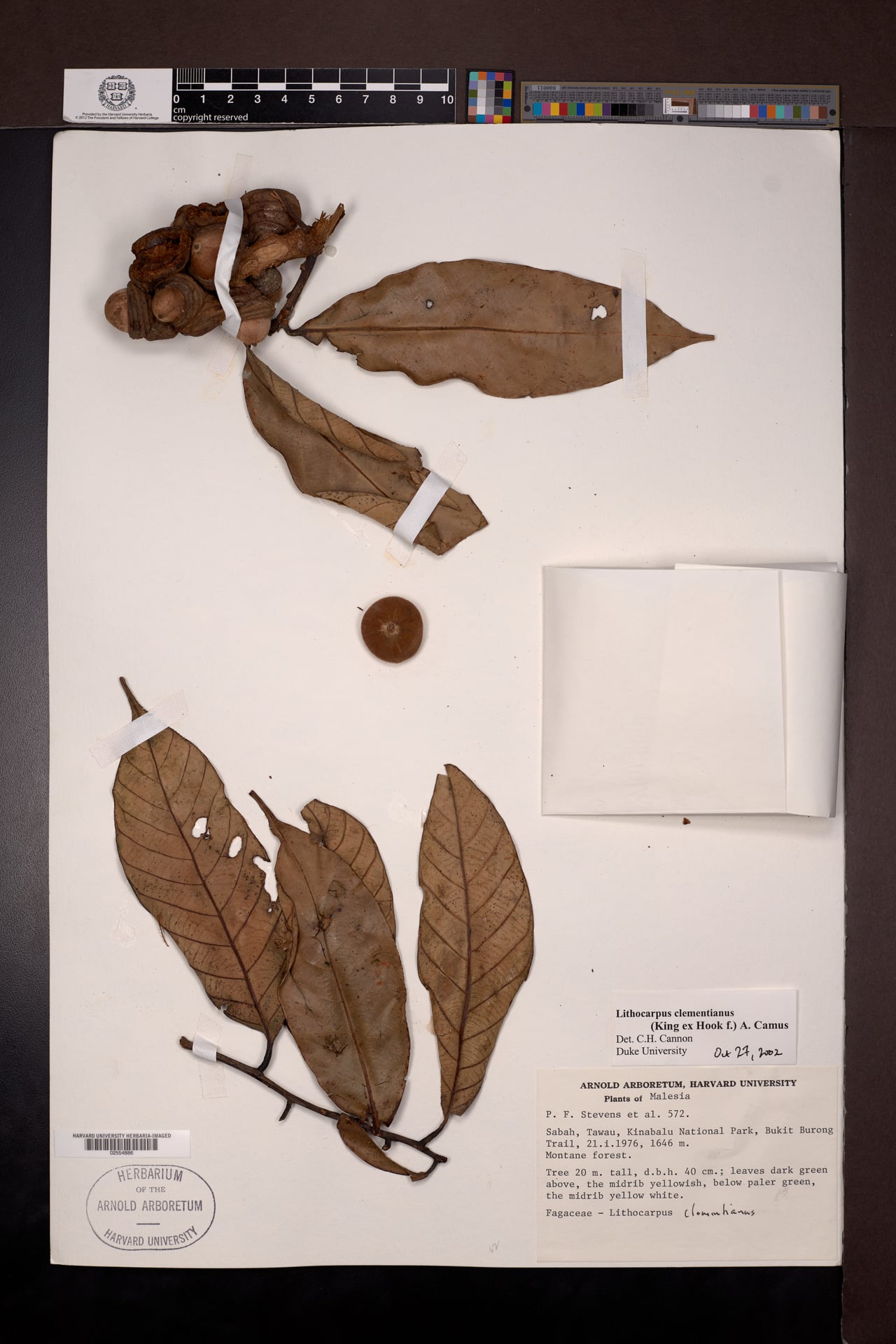 Lithocarpus clementianus