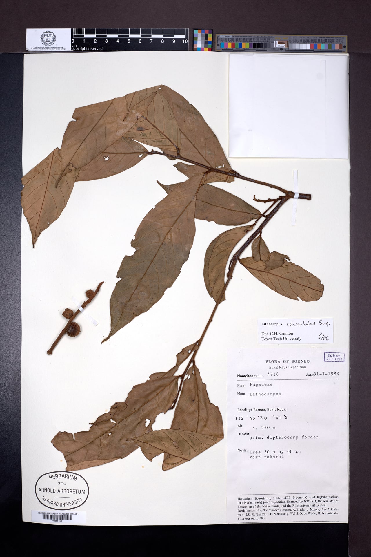 Lithocarpus echinulatus — photo