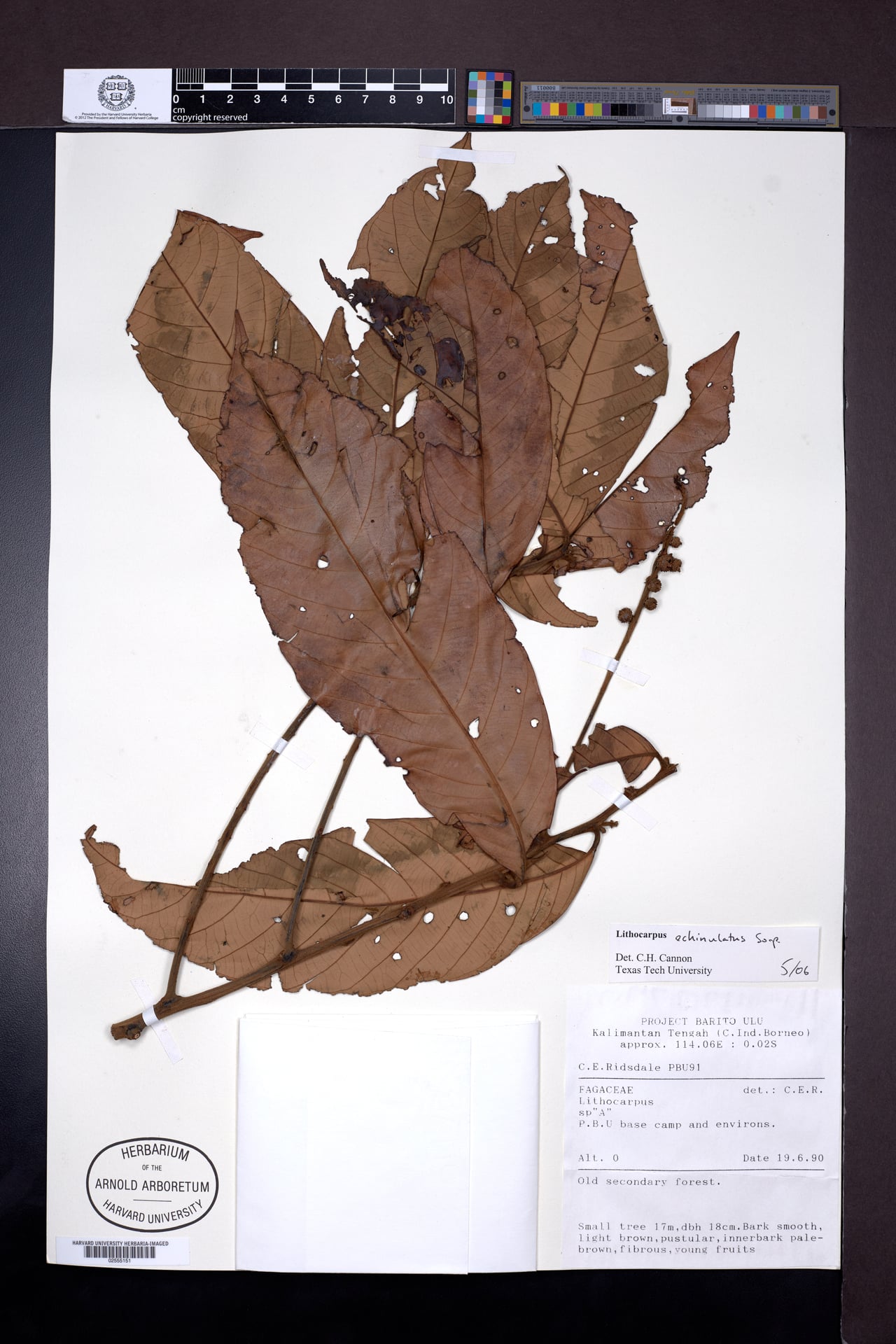 Lithocarpus echinulatus