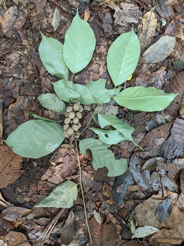 Lithocarpus encleisacarpus — photo