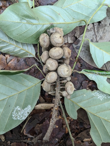 Lithocarpus encleisacarpus — photo
