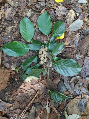 Lithocarpus encleisacarpus
